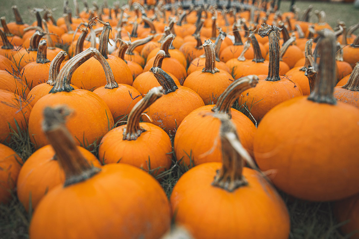 Pumpkin Patch at FBC Hico