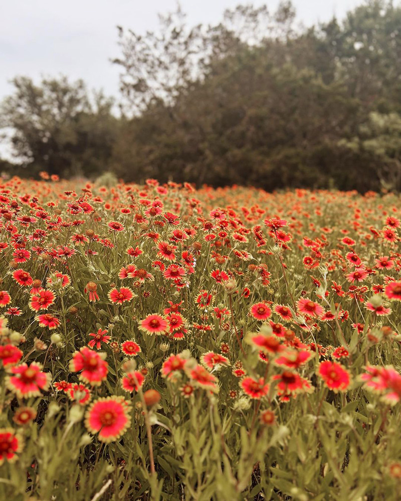 Wildflowers in Hico, Texas