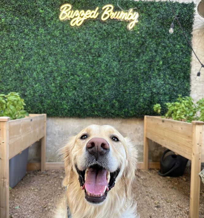 Dog Days at the Brumby