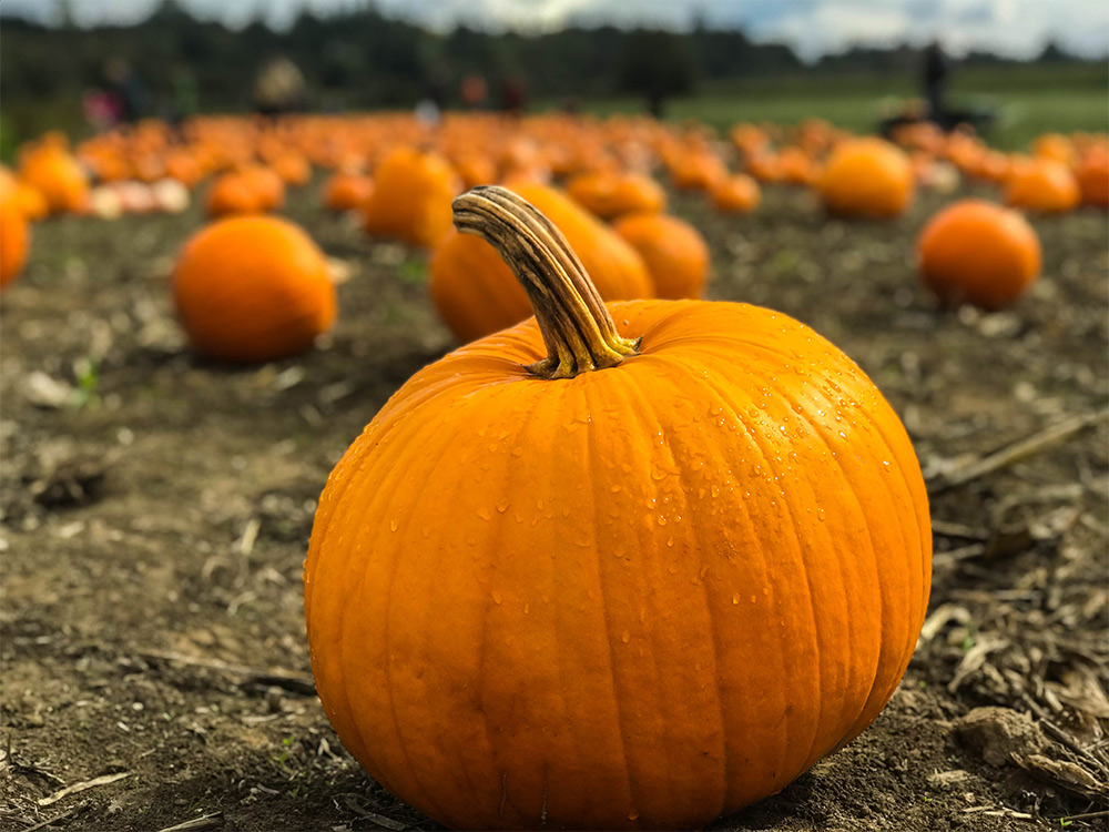 Annual Fall Festival 2023