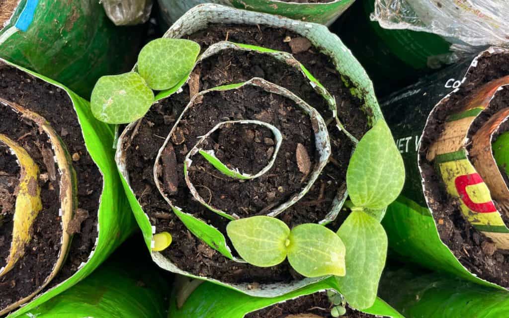 Root to Rise - Seed Snail Workshop